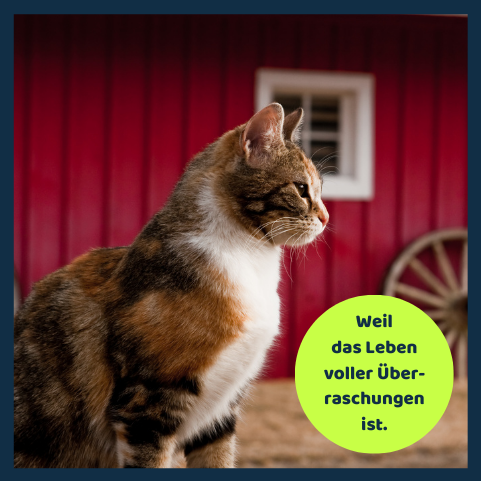 Weil das Leben voller Überraschungen ist.