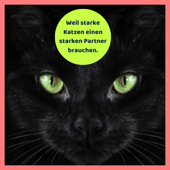 simpego - dein starker Partner für deine Katze.