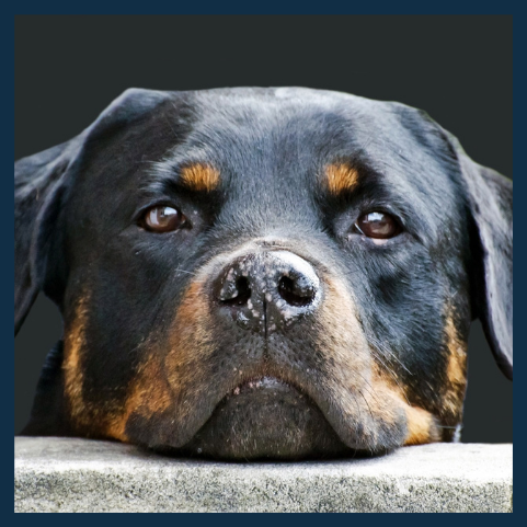 simpego - dein starker Partner für deinen Hund