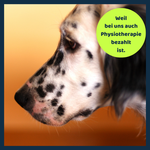 Physiotherapie für Katzen ist mitversichert.